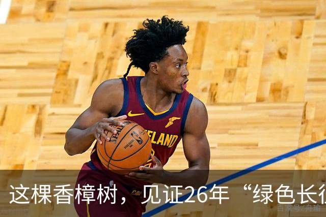 这棵香樟树，见证26年“绿色长征”